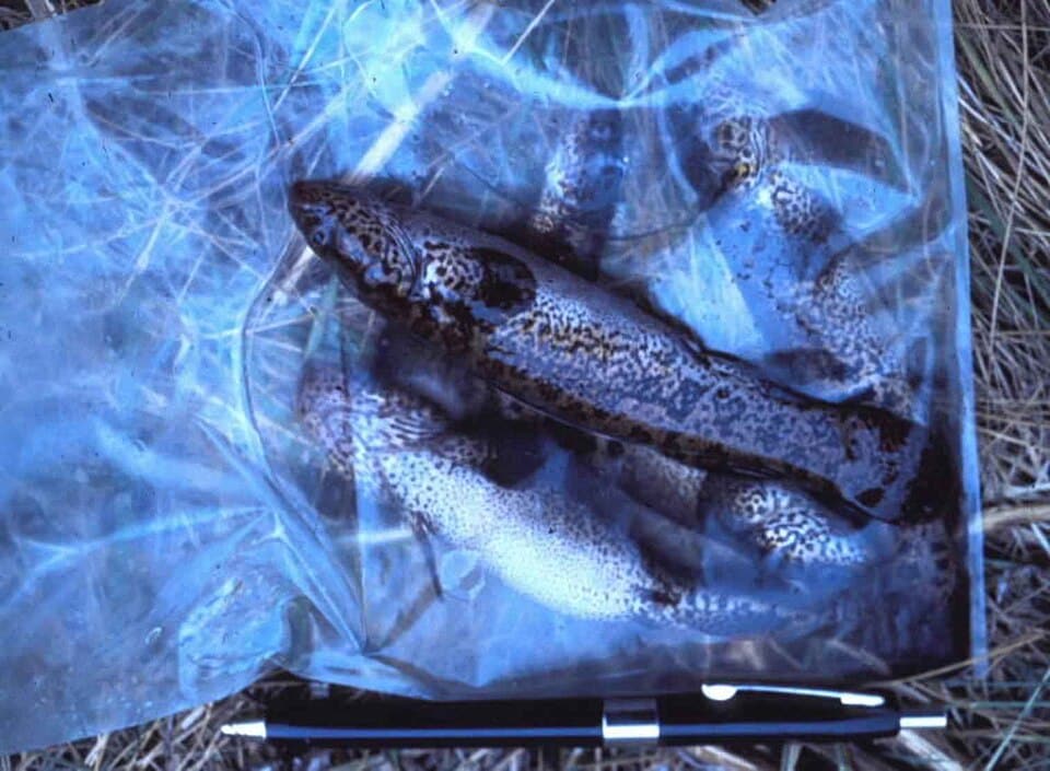ภาพประกอบบทความ การปรับตัวปลาใหม่ (Acclimation): ทำยังไงไม่ให้ปลาช็อก