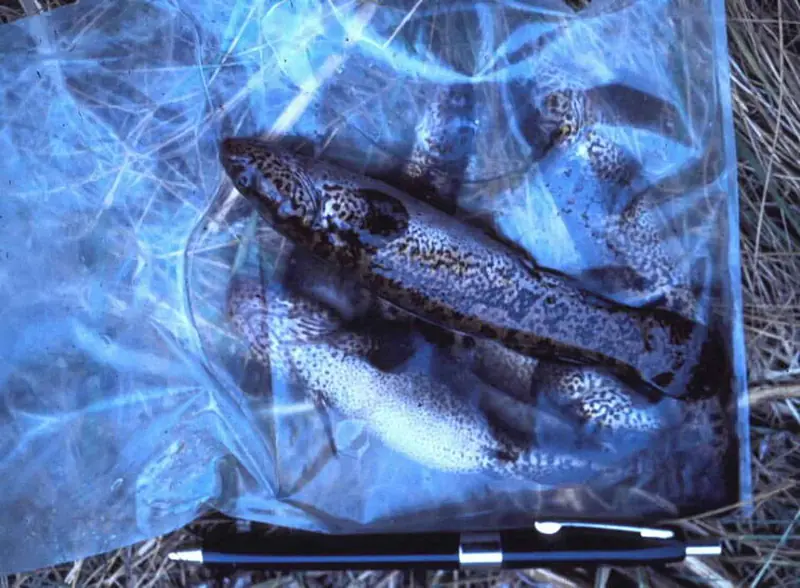 ภาพประกอบบทความ การปรับตัวปลาใหม่ (Acclimation): ทำยังไงไม่ให้ปลาช็อก