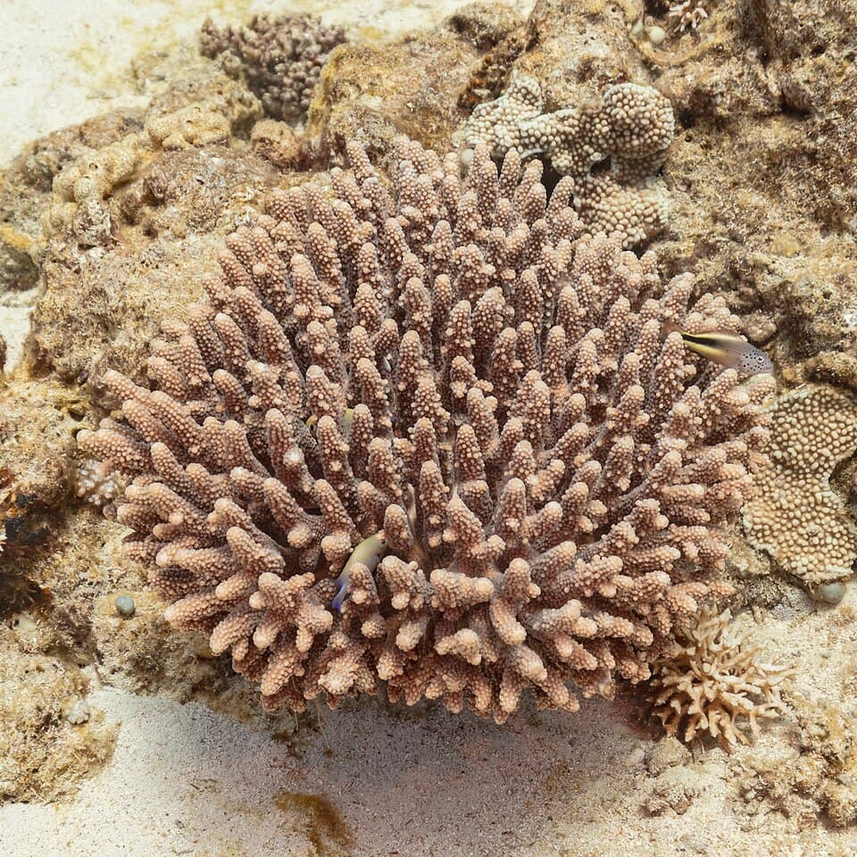 ภาพประกอบบทความ Acropora (SPS): คู่มือเลี้ยงขั้นสูงฉบับสมบูรณ์
