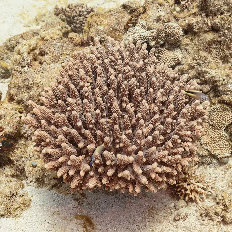 ภาพประกอบบทความ Acropora (SPS): คู่มือเลี้ยงขั้นสูงฉบับสมบูรณ์