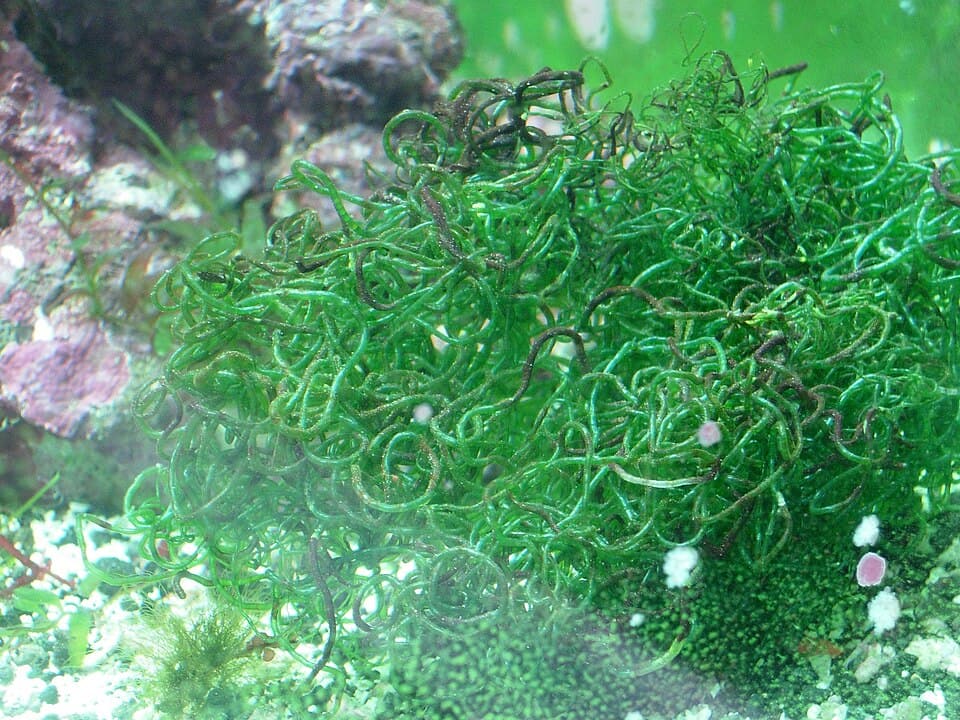 ภาพประกอบบทความ Algae Turf Scrubber (ATS): ฟาร์มสาหร่ายนอกตู้