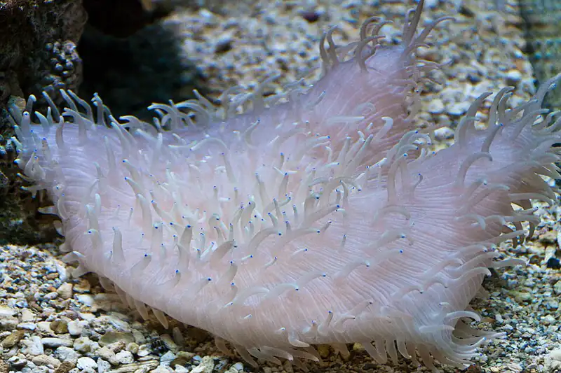 ภาพประกอบบทความ ดอกไม้ทะเล (Anemone): เลี้ยงกับปลาการ์ตูน