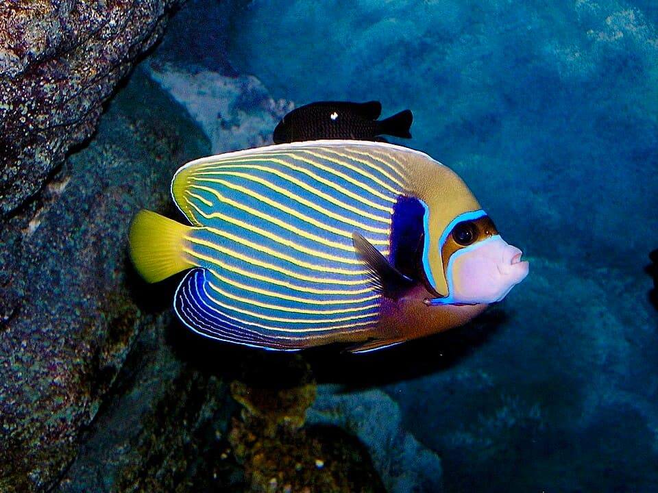 ภาพประกอบบทความ ปลาสินสมุทร (Angelfish): Dwarf กับ Large เลือกแบบไหนดี