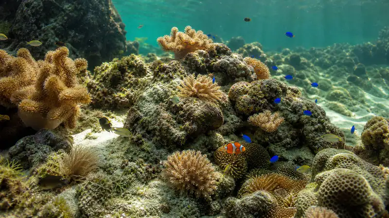 ภาพประกอบบทความ Biotope ตู้ทะเลไทย: จำลองอ่าวไทยและอันดามันในตู้เดียว