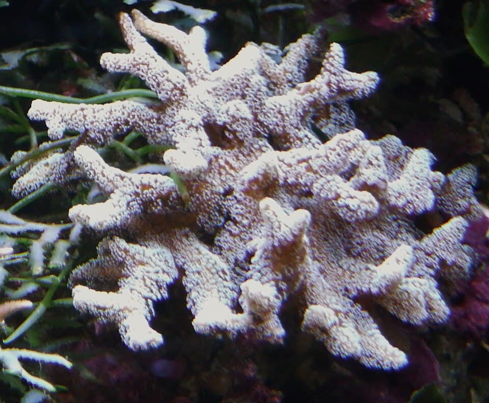 ภาพประกอบบทความ Birdsnest, Stylophora และ Pocillopora: SPS ตัวเริ่มต้นกลุ่มกิ่ง