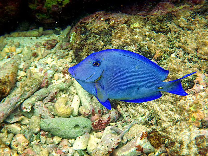 ภาพประกอบบทความ ปลาขี้ตังเบ็ดฟ้า (Blue Tang): คู่มือเลี้ยงฉบับละเอียด