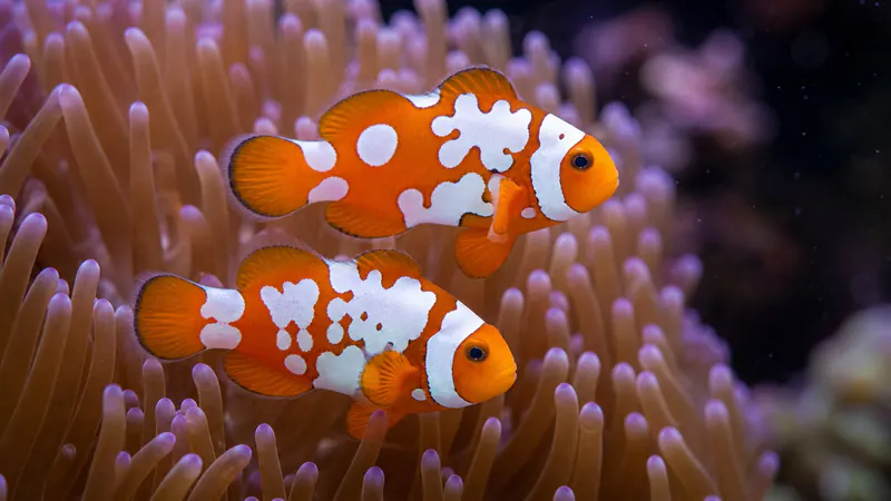 ภาพประกอบบทความ Designer Clownfish Genetics: Picasso, Storm, Snowflake เกิดจากอะไร