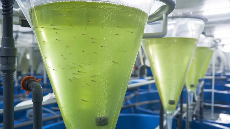 ภาพประกอบบทความ อนุบาลลูกปลาทะเล: Green Water และคุณภาพน้ำในถังฟัก