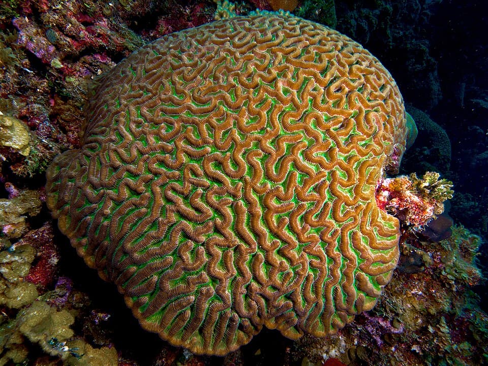 ภาพประกอบบทความ ปะการังสมอง (Brain corals): Lobophyllia, Trachyphyllia, Favia และอื่น ๆ