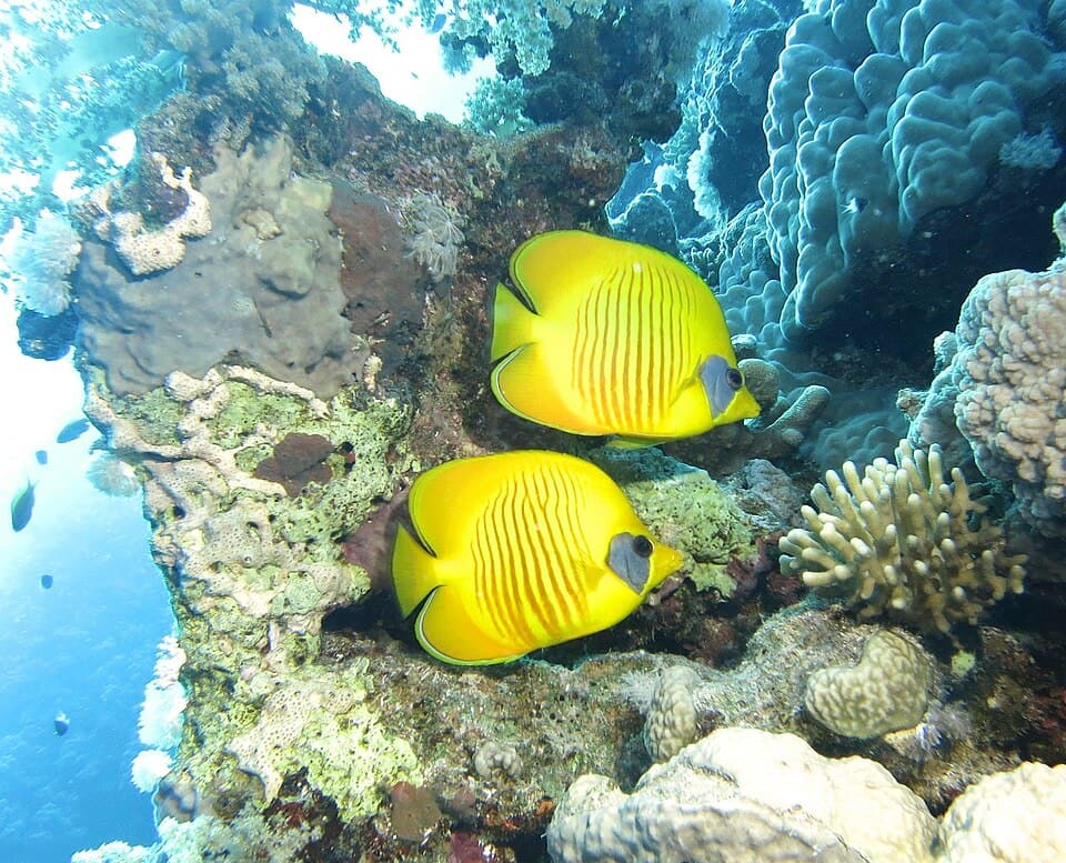 ภาพประกอบบทความ ปลาผีเสื้อ (Butterflyfish): ทำไมเลี้ยงยาก + ชนิดที่พอเลี้ยงได้