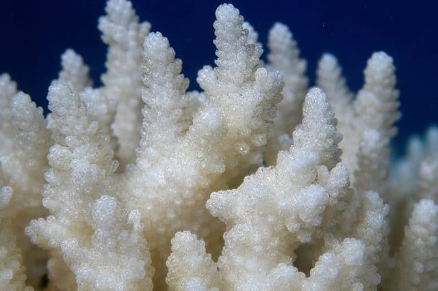 ภาพประกอบบทความ Calcium (Ca): วัตถุดิบหลักของโครงสร้างปะการัง