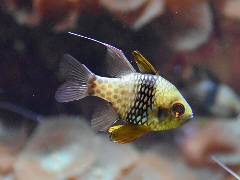ภาพประกอบบทความ ปลาการ์ดินัล / อมไข่ (Cardinalfish): ปลาสงบเลี้ยงง่าย