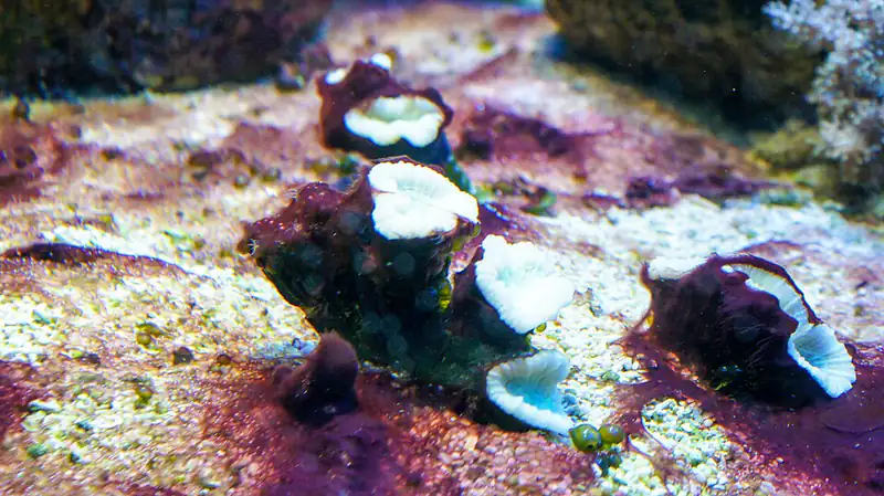 ภาพประกอบบทความ Caulastrea (Candy Cane/Trumpet): LPS ตัวเริ่มต้นที่สวยและอดทน