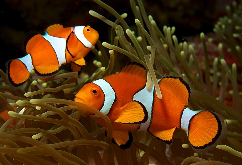 ภาพประกอบบทความ ปลาการ์ตูน (Clownfish): คู่มือเลี้ยงฉบับสมบูรณ์