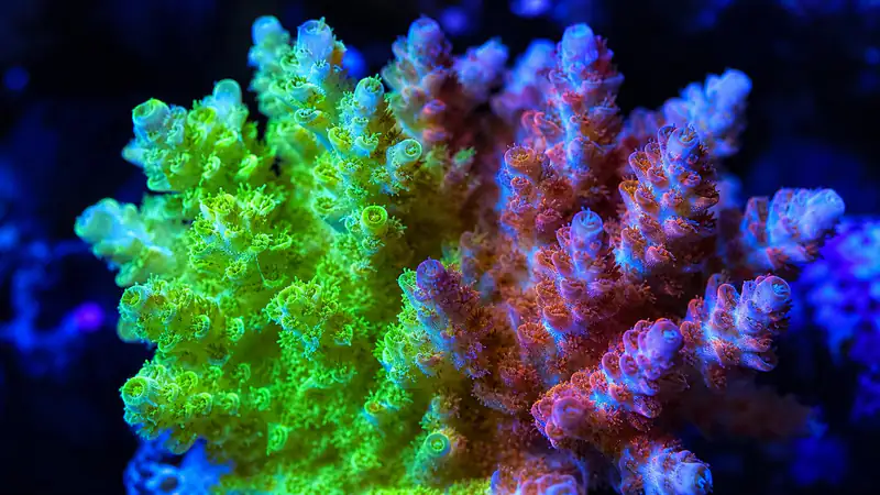 ภาพประกอบบทความ Coral Color Morphing: แสง สี UV และอาหารเปลี่ยนสีปะการังได้จริง
