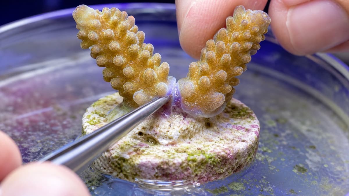 ภาพประกอบบทความ Coral Grafting: เชื่อมปะการังต่างสีให้เป็นก้อนเดียว