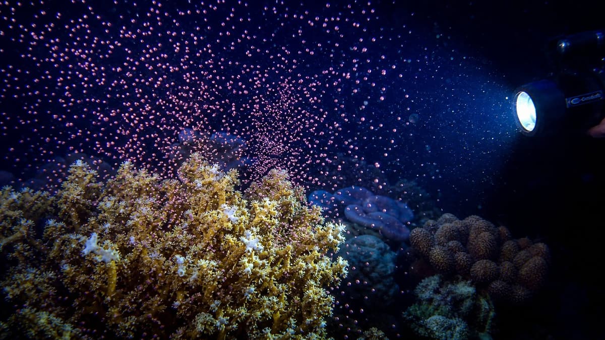 ภาพประกอบบทความ Coral Spawning ในตู้: จำลองแสงจันทร์เพื่อกระตุ้นการปล่อยไข่