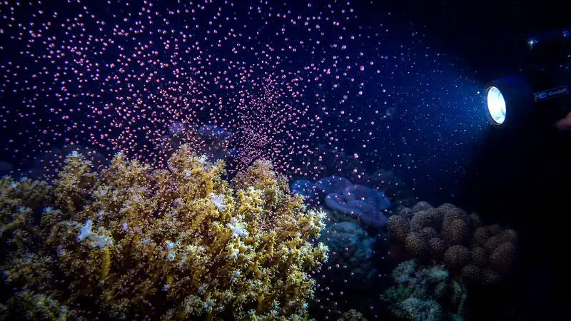 ภาพประกอบบทความ Coral Spawning ในตู้: จำลองแสงจันทร์เพื่อกระตุ้นการปล่อยไข่