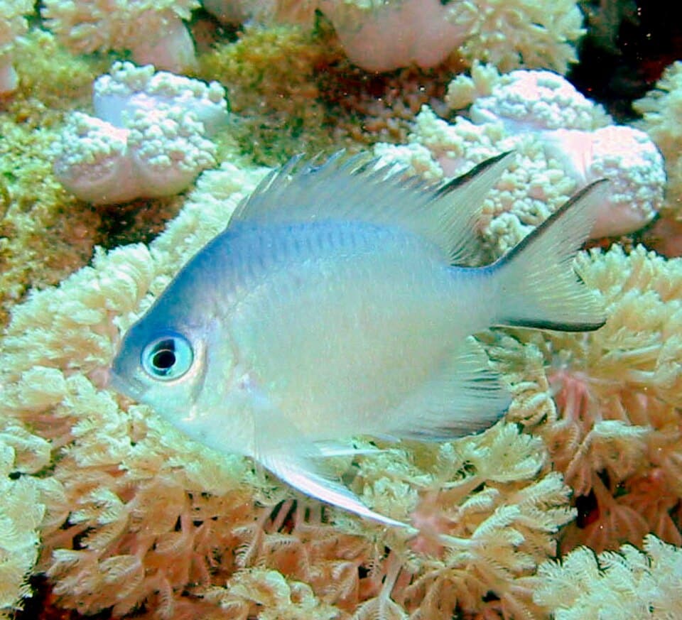 ภาพประกอบบทความ ปลาสลิดหิน (Damselfish): แข็งแรงแต่คิดให้ดีก่อนซื้อ