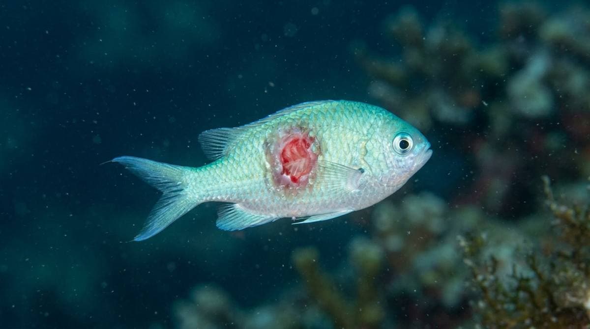 ภาพประกอบบทความ ยูโรนีมา ภัยเงียบของโครมิสและแอนเทียส