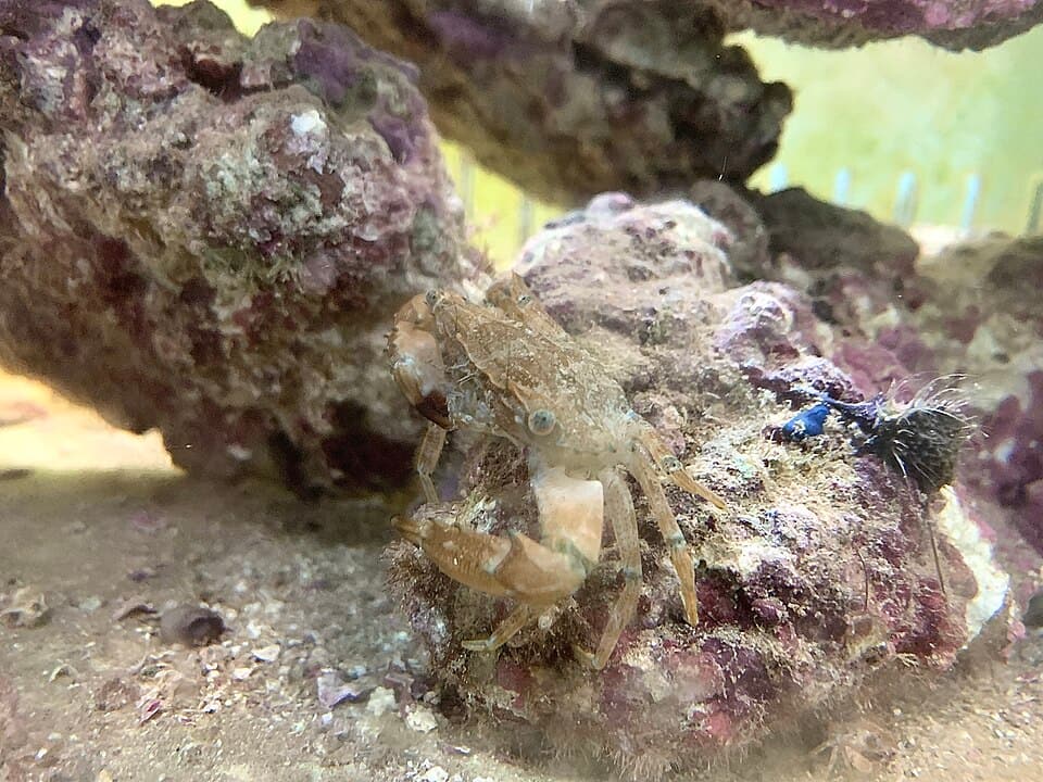 ภาพประกอบบทความ DIY จัดหิน (Aquascape): ออกแบบและยึดหินเป็นให้สวยปลอดภัย
