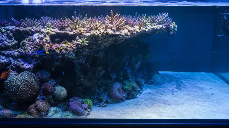 ภาพประกอบบทความ Drop-off Reef: ตู้จำลองขอบเหว สองระดับในตู้เดียว