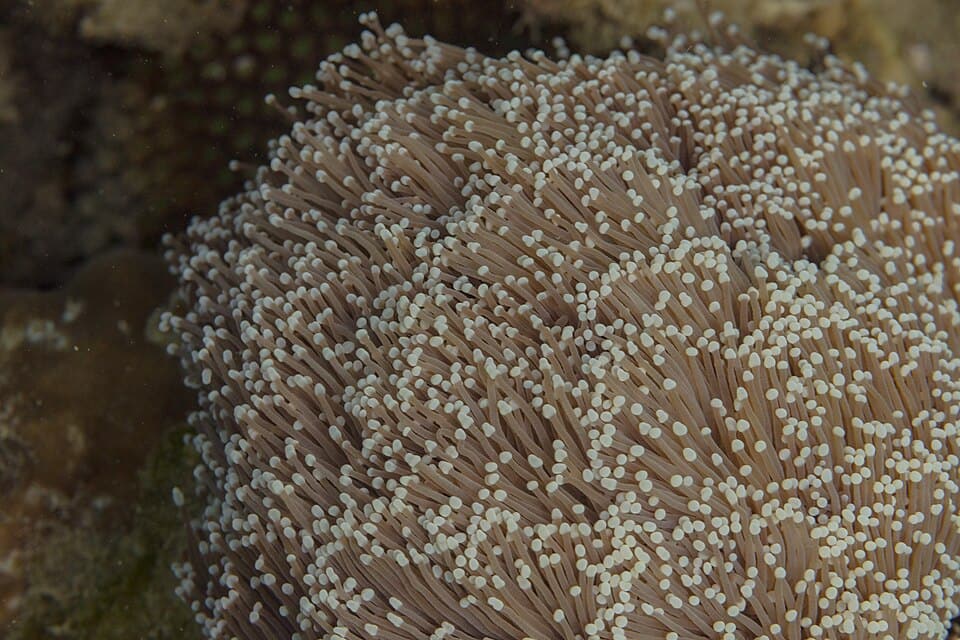 ภาพประกอบบทความ Euphyllia (แฮมเมอร์/ทอร์ช/ฟร็อกสปอว์น): คู่มือเลี้ยงฉบับละเอียด