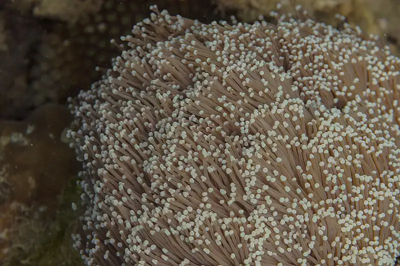 ภาพประกอบบทความ Euphyllia (แฮมเมอร์/ทอร์ช/ฟร็อกสปอว์น): คู่มือเลี้ยงฉบับละเอียด