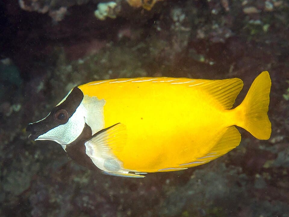 ภาพประกอบบทความ ปลาสลิดทะเล (Foxface/Rabbitfish): คู่มือเลี้ยงฉบับละเอียด