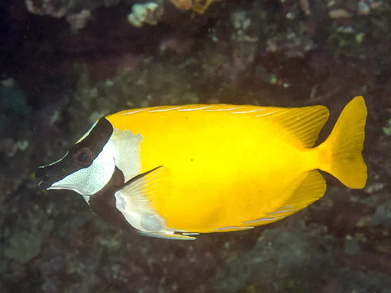ภาพประกอบบทความ ปลาสลิดทะเล (Foxface/Rabbitfish): คู่มือเลี้ยงฉบับละเอียด