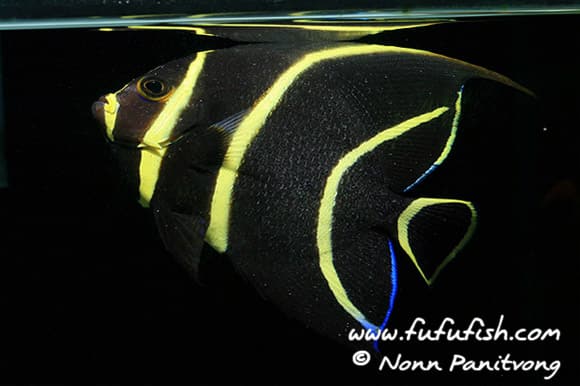 ภาพประกอบบทความ French Angelfish