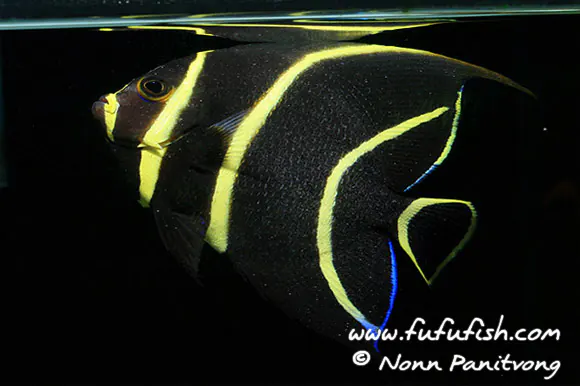 ภาพประกอบบทความ French Angelfish