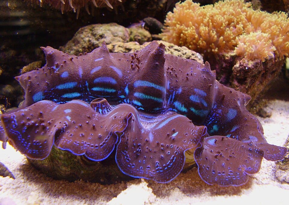 ภาพประกอบบทความ หอยมือเสือ (Tridacna Clam): คู่มือเลี้ยงฉบับละเอียด