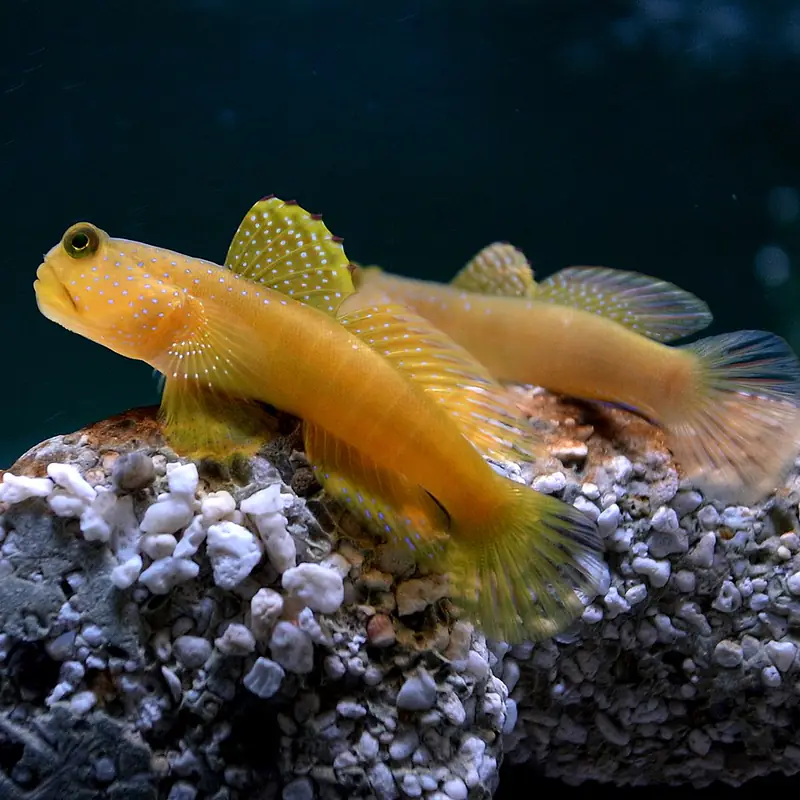 ภาพประกอบบทความ ปลาบู่ (Goby) และ Blenny: ปลาเล็กน่ารักสำหรับทุกตู้