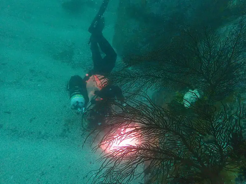 ภาพประกอบบทความ Gorgonian และ Sea Fan: พัดทะเลสายพลิ้วในตู้รีฟ