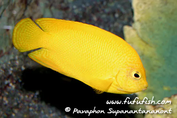 ภาพประกอบบทความ Herald’s Angelfish