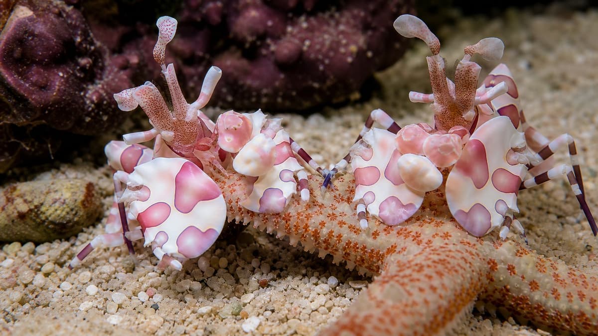 ภาพประกอบบทความ Harlequin Shrimp: นักล่าปลาดาวตัวจิ๋วที่ต้องมีแผนอาหาร