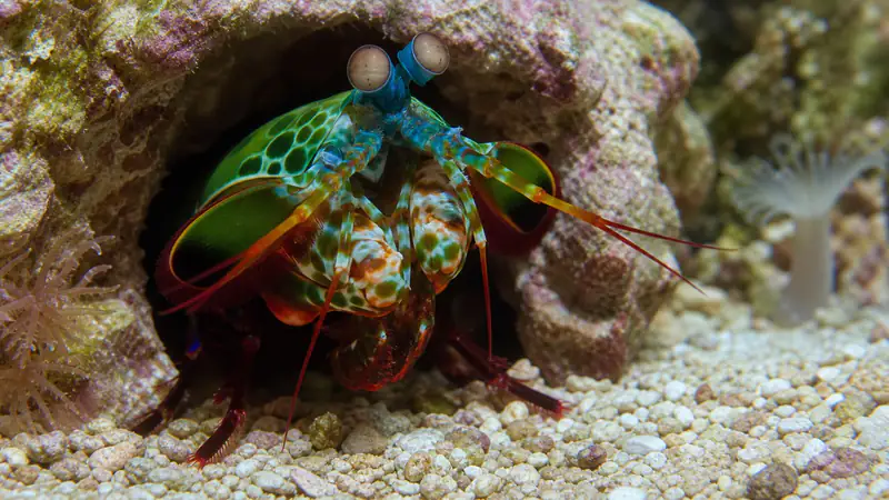 ภาพประกอบบทความ กั้งตั๊กแตน (Mantis Shrimp): นักสู้ผู้ทุบกระจก
