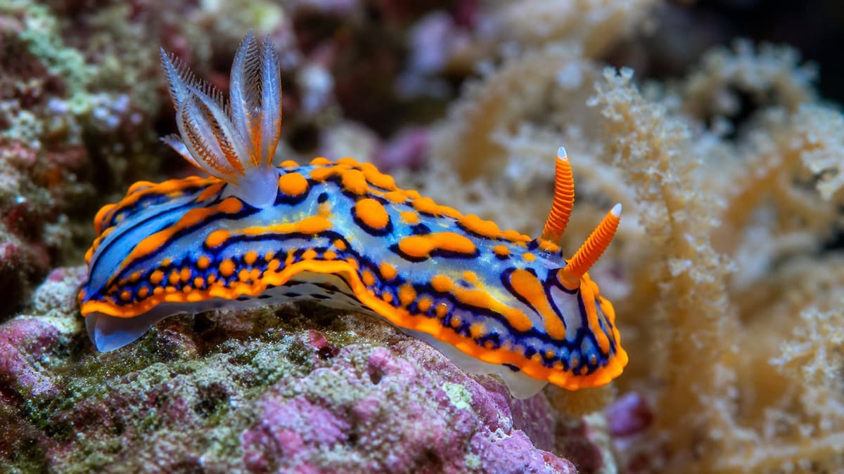 ภาพประกอบบทความ เลี้ยง Nudibranch: ทากทะเลที่ “อดตาย” ได้ถ้าอาหารผิด