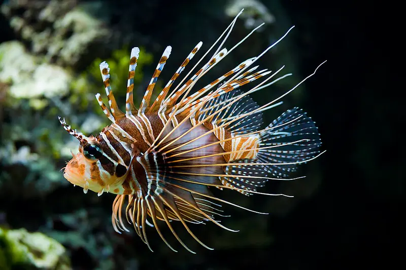 ภาพประกอบบทความ ปลาสิงโต (Lionfish): สวยสง่าแต่มีเงี่ยงพิษ