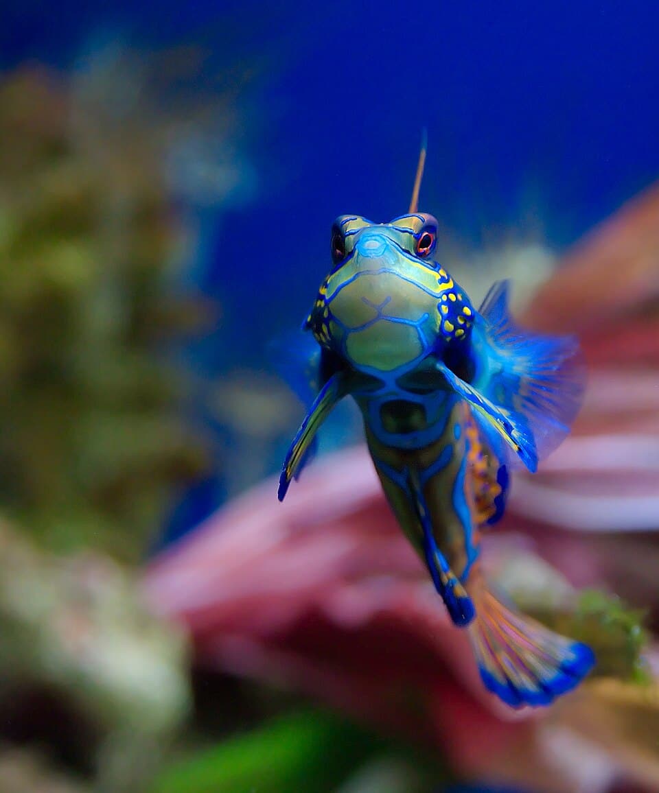 ภาพประกอบบทความ ปลาแมนดาริน (Mandarin Dragonet): สวยที่สุดแต่เลี้ยงยากสุด