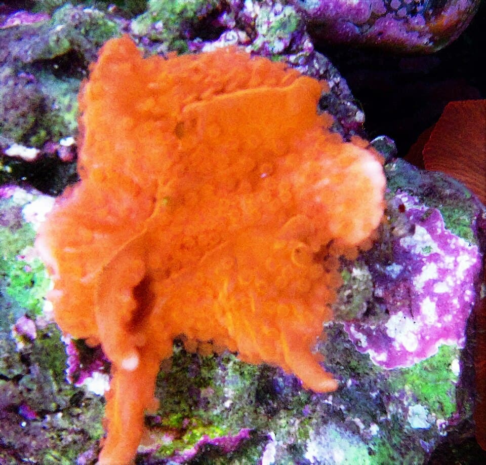ภาพประกอบบทความ Montipora: SPS ตัวเริ่มต้นที่ควรลองก่อน