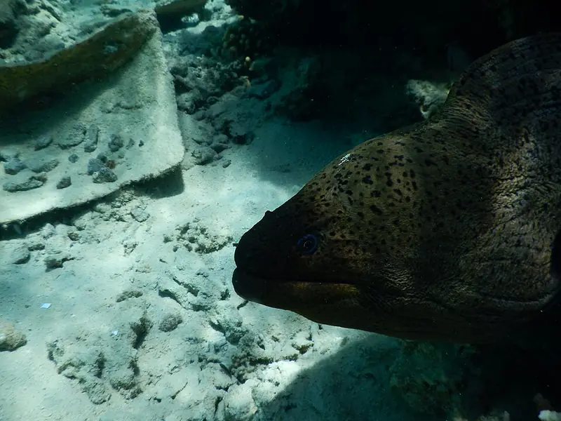 ภาพประกอบบทความ ปลาไหลมอเรย์ (Moray Eel): คู่มือเลี้ยงฉบับละเอียด
