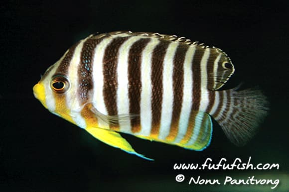 ภาพประกอบบทความ Multi-Barred Angelfish (แบนดิตแองเจิล)