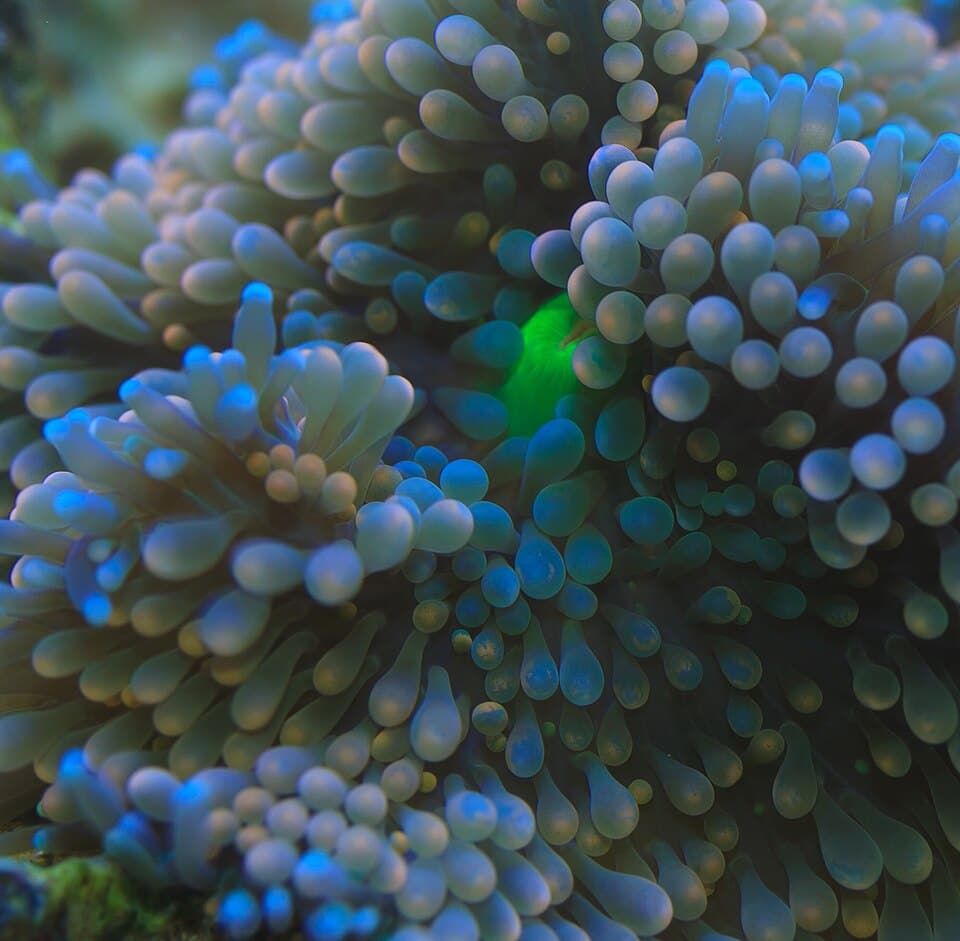 ภาพประกอบบทความ เห็ดทะเล (Mushroom) และ Ricordea: ปะการังอ่อนตัวเริ่มต้น