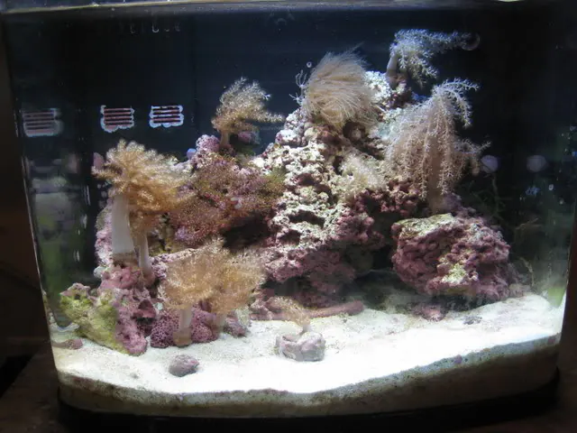 ภาพประกอบบทความ ตู้นาโน (Nano reef): เล็กแต่ต้องดูแลถี่