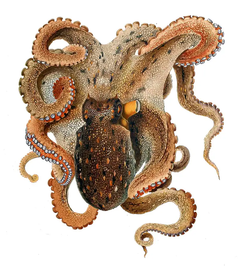 ภาพประกอบบทความ ปลาหมึกในตู้: Octopus และ Cuttlefish ฉบับผู้อยากเลี้ยง