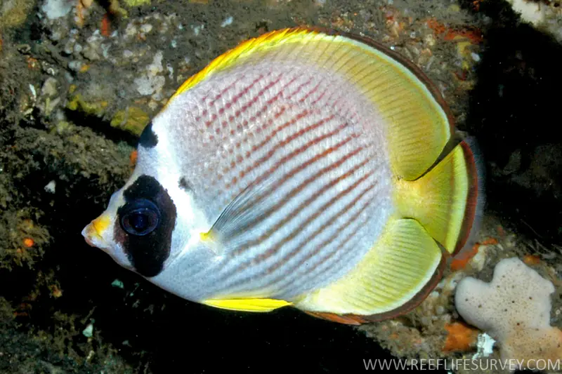 ภาพประกอบบทความ Panda Butterflyfish (ผีเสื้อแพนด้า)