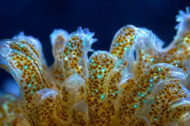 ภาพประกอบบทความ Potassium (K): สี เซลล์ และการทำงานของ zooxanthellae