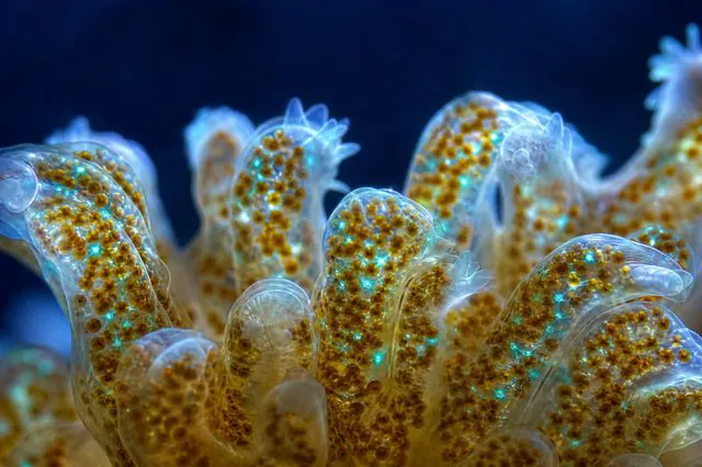 ภาพประกอบบทความ Potassium (K): สี เซลล์ และการทำงานของ zooxanthellae